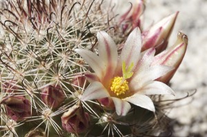 Desert Flower