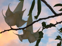 datura