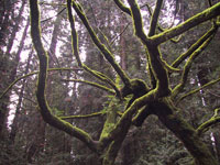 moss on redwoods in Grizzley Creek