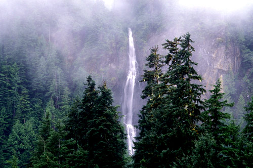 Great Bear Rainforest, un modèle de préservation des forêts