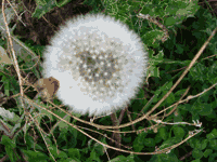 dandelion