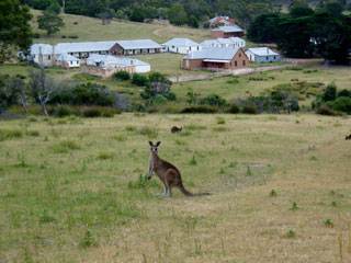 kangaroo in Tasmania