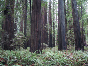 redwoods