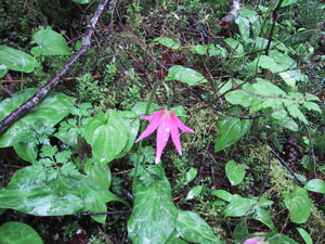 flower in the rain