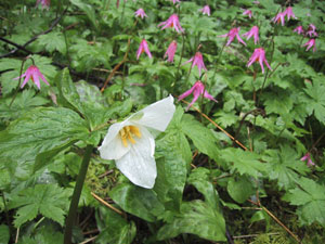 trillium