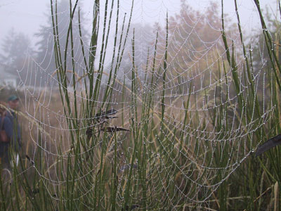 spider web in the rain