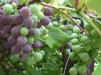 grapes