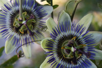 passion flowers