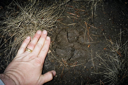 mountain lion paw prints