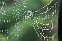 dew web