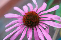 echinacea