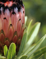 protea