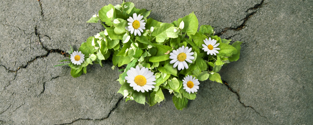 flowers growing up through cement