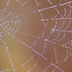 gossamer spider web