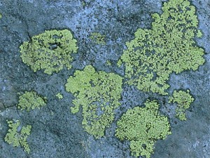 lichen21