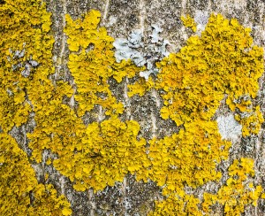 natural-abstract-yellow-lichen-growing-on-bark-of-tree-matthias-hauser