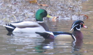 wood-duck-and-mallard