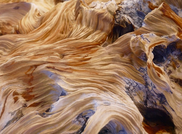 The Heart of Bristlecone Pines :: ICE